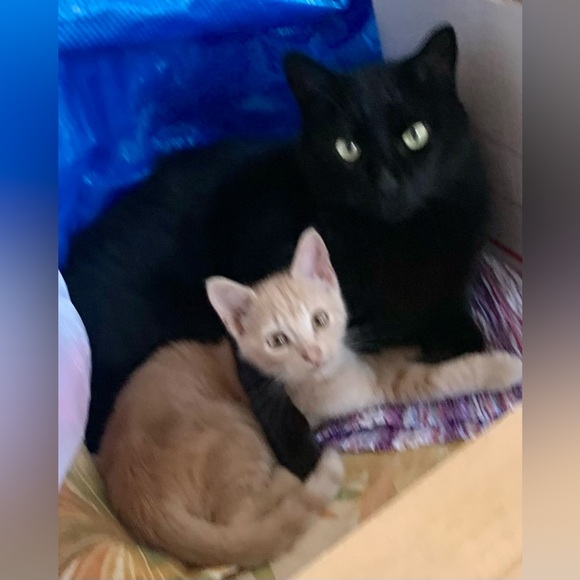 Live now! CCTreasureChest $3 Starts Like to be notified. Clothes, Jewelry Plus! - Picture 11 of 12